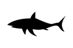 Bandiera pericolo_squali